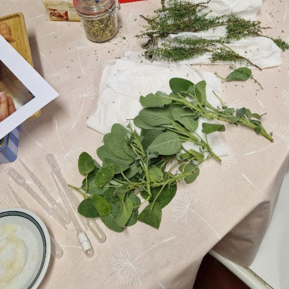 Workshop Thee en Kombucha ( incl scoby) zaterdag 28 juni van 14u tot 16.30u