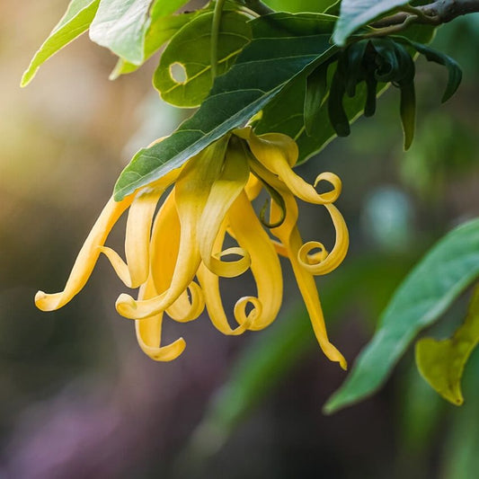 de etherische olie van Ylang-Ylang