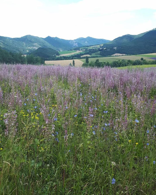eo van salvia sclarea